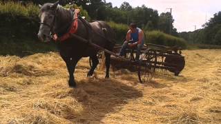 Chevaux trait Percheronne 4 ans au fanage du foin [upl. by Blanchard973]