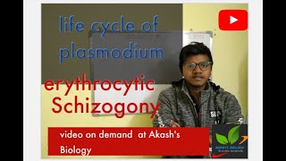 Life cycle of plasmodium Erythrocytic schizogony [upl. by Bannerman]