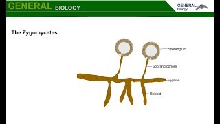 The Zygomycetes Screencast [upl. by Ielirol]