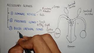 Bulbourethral gland  secretion of bulbourethral  function of bulbourethral gland [upl. by Taveda79]