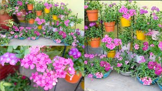 phlox flowering plants for hanging baskets General care [upl. by Laufer145]