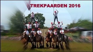 TREKPAARDEN de BRABANDER BelzeleEvergemBELGIUM 2016 [upl. by Gilleod884]