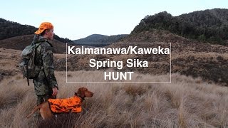 KaimanawaKaweka Spring Sika Mission [upl. by Arrahs]