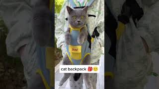 Its cat show season are you ready for the cat backpack that will turn heads 👍😀🎒 [upl. by Asylem904]