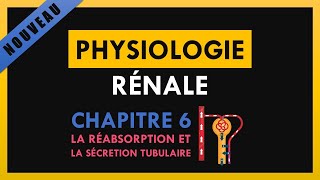 Physiologie Rénale  Chapitre 6  La réabsorption et la sécrétion tubulaire [upl. by Meg]