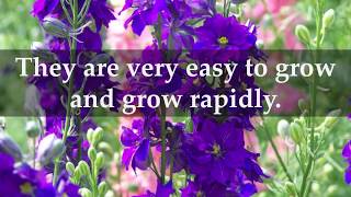 How To Grow Larkspur Flowers at Home [upl. by Tnafni]