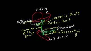 The Biliary Tree  Bile Ducts [upl. by Erkan232]