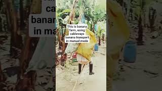 How to use cableways banana transport in manual mode so thrilling shorts tropicaltastechannel [upl. by Myo]