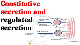 Constitutive secretion and regulated secretion  protein secretion pathway [upl. by Omland18]