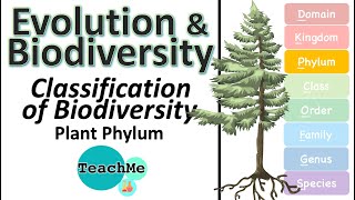 53  Classification Of Biodiversity  Plant Phylum  IB Biology  TeachMe [upl. by Lilhak]