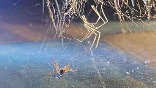 Cellar Spider vs Spiders Compilation [upl. by Nerrawed584]