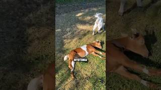 Why are these goats paased out shorts youtubeshorts facts viralshorts viral [upl. by Zendah143]