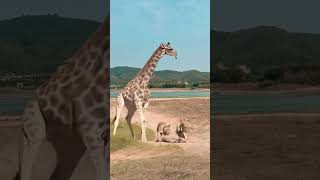 Lion vs Giraffe Wild Animals Closeup Giraffe Animal Combat Power Competition [upl. by Adelbert]