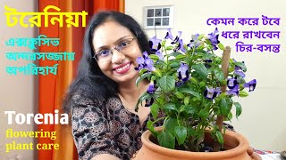 How to care Torenia flowering plant বাড়িতে টরেনিয়া ফুলগাছের পরিচর্যা কীভাবে করবেন। [upl. by February]