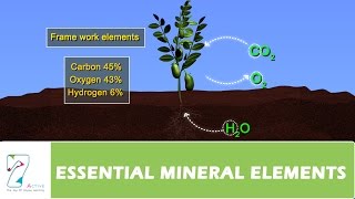 ESSENTIAL MINERAL ELEMENTS PART 01 [upl. by Pincas]