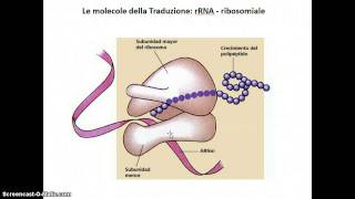 Trascrizione e traduzione [upl. by Latini468]