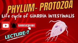 Life Cycle of Giardia  Giardiasis  Lambliasis  Notes pdf in description [upl. by Alolomo192]