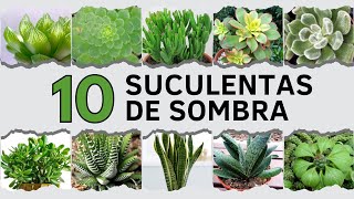 10 Suculentas de SOMBRA ⛅ [upl. by Adnoek97]