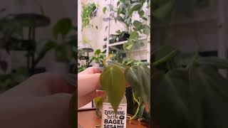 Propagating the Micans Philodendron  Care video on my channel [upl. by Alpers624]