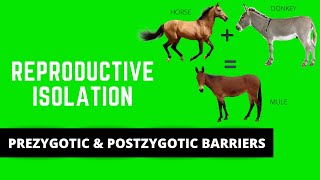 REPRODUCTIVE ISOLATION PREZYGOTIC amp POSTZYGOTIC BARRIERS SPECIATION [upl. by Ause276]