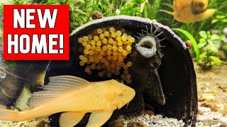 Moving my plecos for breeding [upl. by Anelegna]