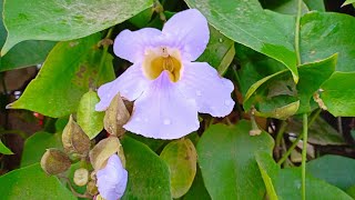 How to propagate the Thunbergia GrandifloraBengal Clock VineNeel Lota in Bengali [upl. by Cerelly]