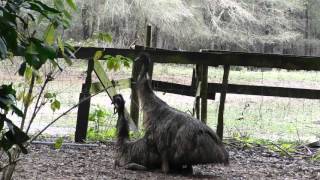 emus mating [upl. by Fevre600]