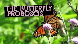 The Butterfly Proboscis [upl. by Aiam]