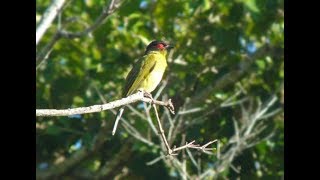 MacamMacam Burung Ara di Indonesia Timor Wetar dan Australian Figbird [upl. by Yerdua248]