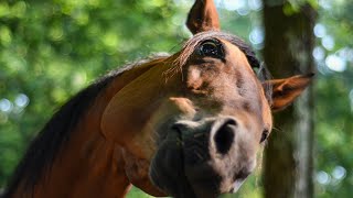 How Long Can Horse Live The Oldest Horse in the History [upl. by Mendel]