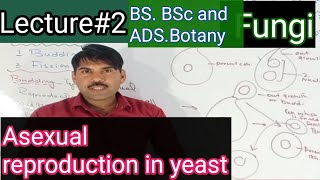 Asexual reproduction in yeast [upl. by Amarette]