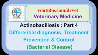 Actinobacillosis Part 4 Differential diagnosis treatment prevention [upl. by Kimmie]