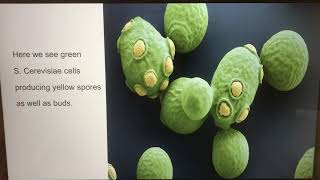 Saccharomyces Cerevisiae Presentation [upl. by Andrej]