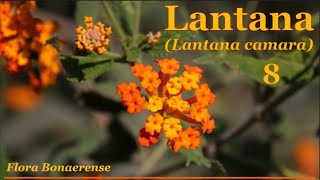 Lantana Lantana camara  FB  008 [upl. by Rodl]