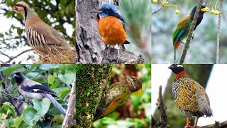 Avian beauties of Uttarakhand [upl. by Gnidleif304]