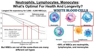 Neutrophils Lymphocytes Monocytes What’s Optimal For Health And Longevity [upl. by Henri]