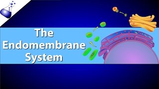 The Endomembrane System [upl. by Alyworth]