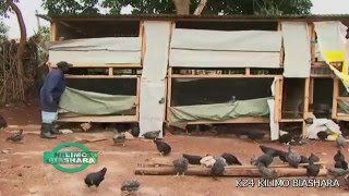 Kienyeji Chicken Business Kilimo Biashara Kenya [upl. by Akeemaj977]