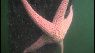 Pisaster brevispinus at Sooke BC [upl. by Onimod128]