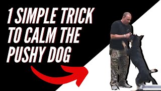 Overly Excited Dog How to Calm Your Dog Down and Get Attention in Minutes [upl. by Nazus]