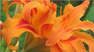 Gardening From Seeds  How to Plant Daylily Seeds [upl. by Yeleak]