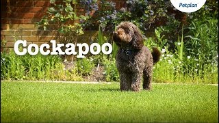 Cockapoo Puppies and Dogs Temperament Lifespan amp more  Petplan [upl. by Reilly]