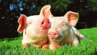 Les animaux de la ferme  Le cochon [upl. by Hortensia]