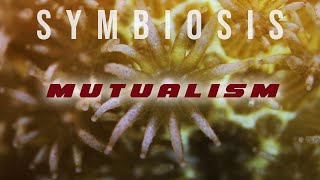 Symbiosis Mutualism [upl. by Enisamoht]