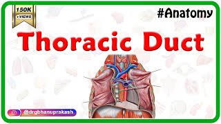 Thoracic duct  Anatomy Course Relations Tributariesand Clinical Significance [upl. by Amaleta959]