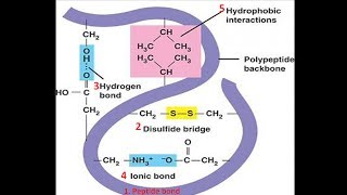 Bonds in Protein Structure  Biomolecules  Biochemistry biologyexams4u [upl. by Mahan]