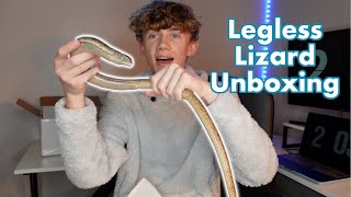 I Got a European Legless Lizard  Unboxing my Dream Reptile [upl. by Galliett]