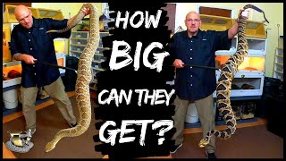 Why the Worlds Largest Rattlesnakes Are So Dangerous [upl. by Larue]