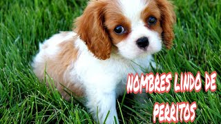 nombres para tu perritos 2021😱😱 [upl. by Nosnevets]