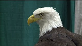 Enjoy Bald Eagle Days with a special performance from the Inter Tribal League of American Indians [upl. by Salas]